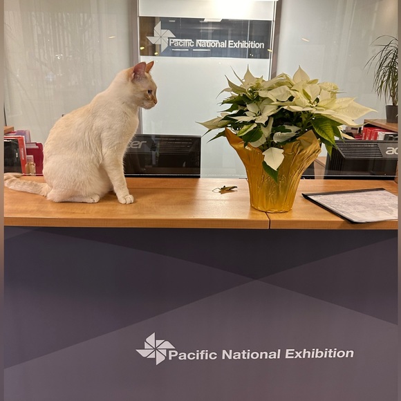 Meet your Posher, Scarlett - Picture 9 of 9